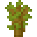 Akazie Setzling / Acacia Sapling