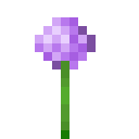 Allium / Allium