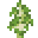 Birke Setzling / Birch Sapling